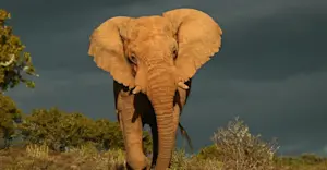 Elephant, Kwandwe Private Game Reserve, South Africa.