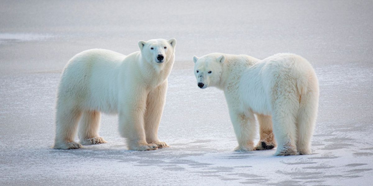 Tundra Lodge Photo Expedition | Polar Bear Tours