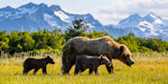 Alaska Wildlife Tour Natural Habitat Adventures Alaska Wildlife Tour Natural Habitat Adventures