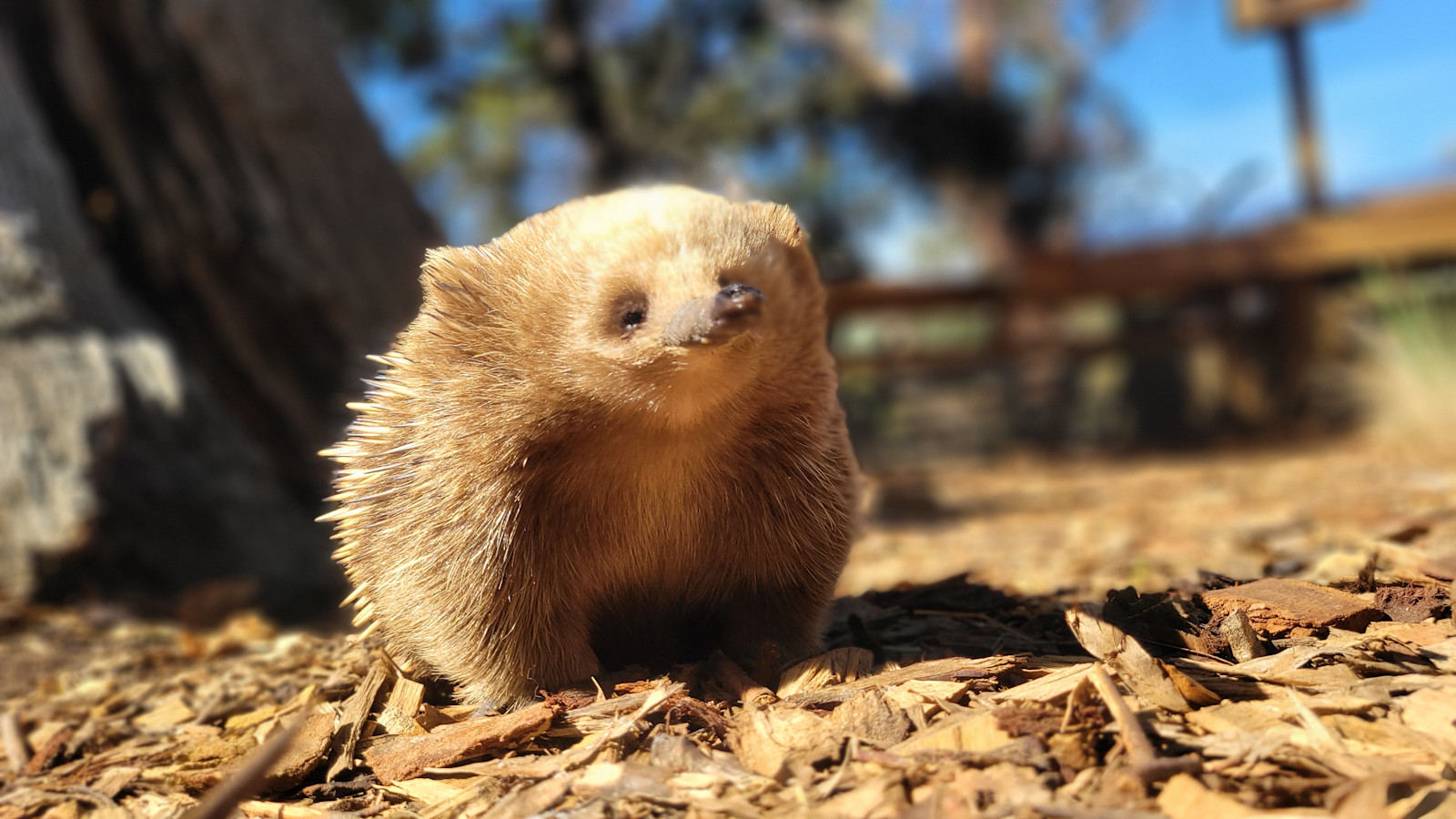 Smiling echidna in Tasmania, Australia South.