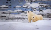 Polar bears, Nunavut, Canada.
