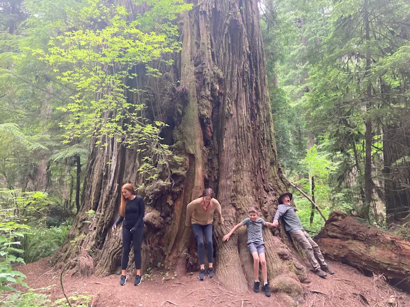 Tree hugging in Jedediah Smith State Park in California. 