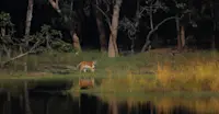 Tigress Habitat