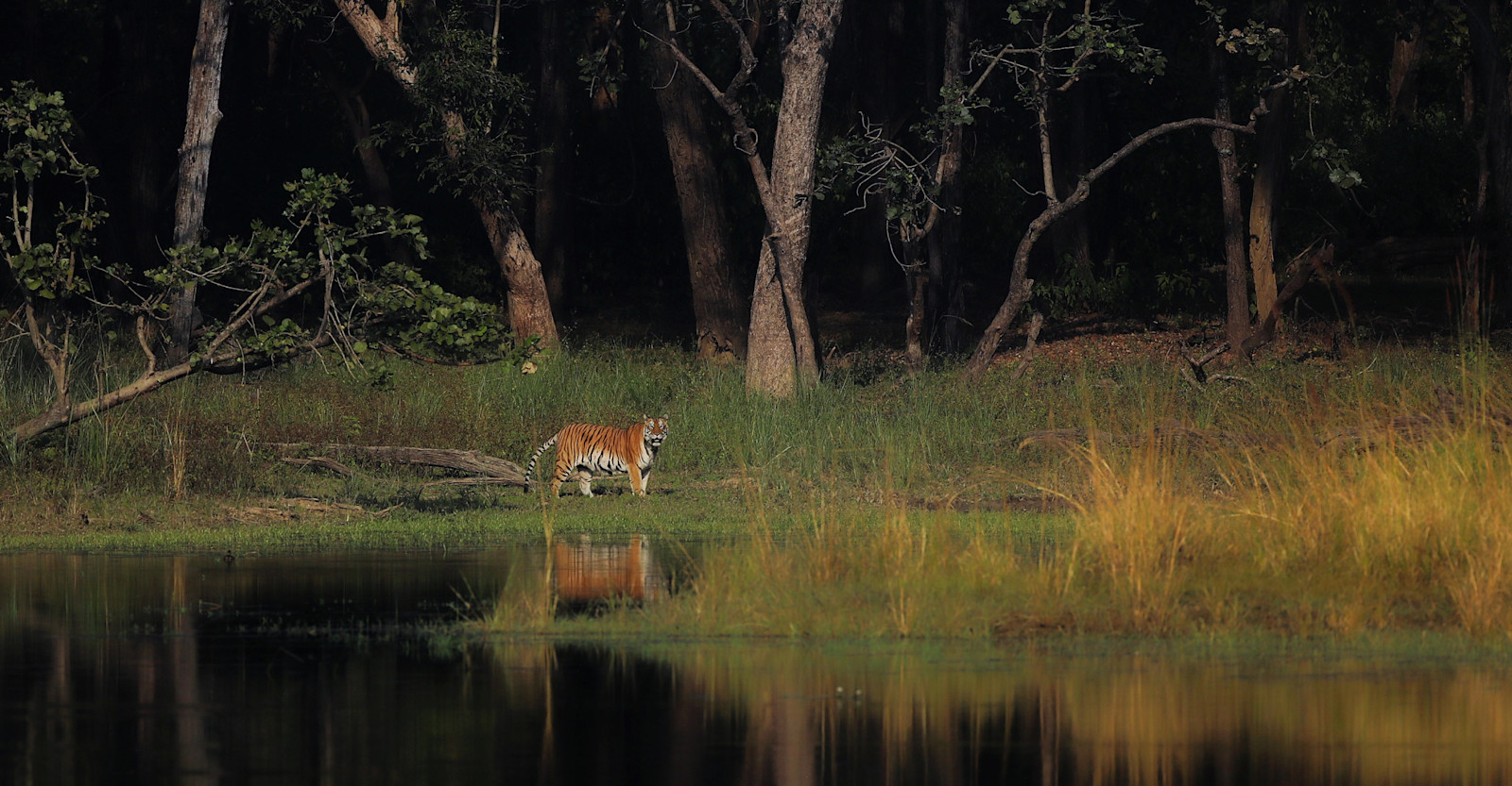Tigress Habitat