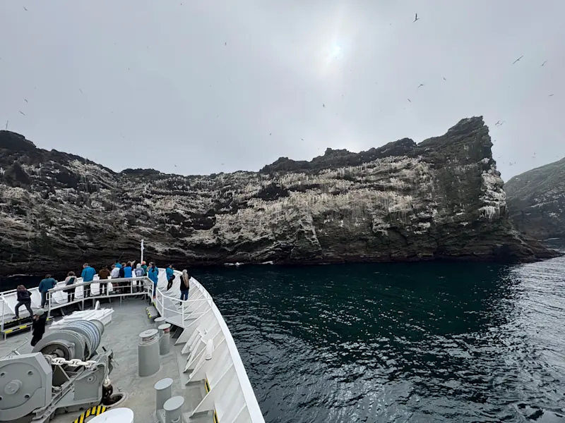 Gannet colony with Lindblad Expeditions off the coast of Iceland.