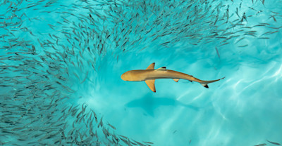 Why It Matters image