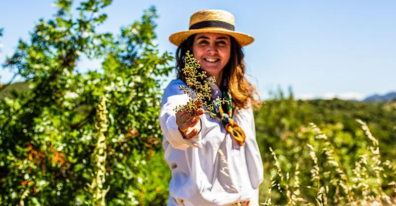 Wild herb foraging experience, Urla, Turkey.