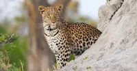 Young female leopard, Linyanti Tented Camp, Botswana