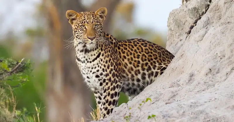 Young female leopard, Linyanti Tented Camp, Botswana