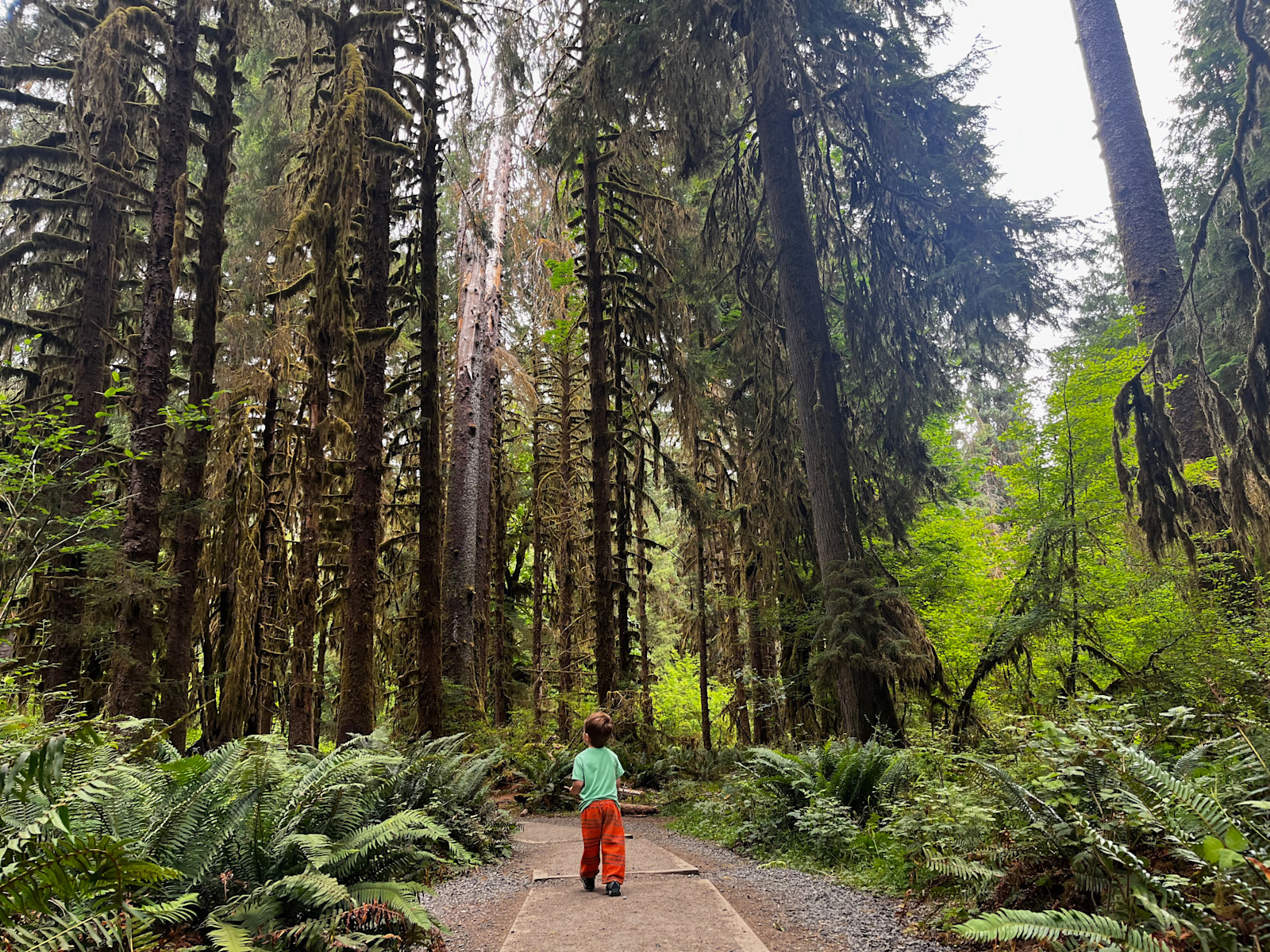 Strolling through Olympic National Park, Washington.