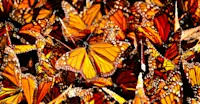 Monarch Butterflies, Mexico