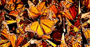 Monarch Butterflies, Mexico