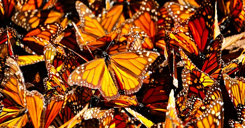 Monarch Butterflies, Mexico