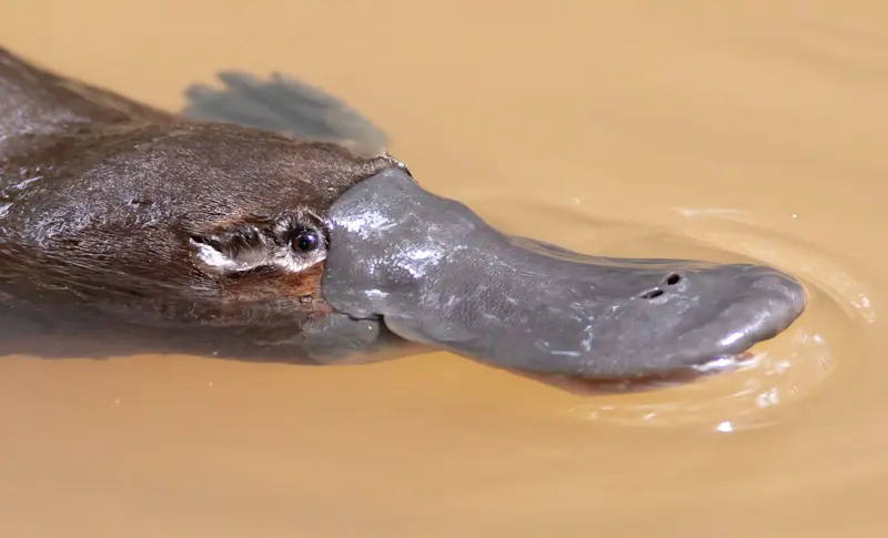 Platypus, Tasmania, Australia.