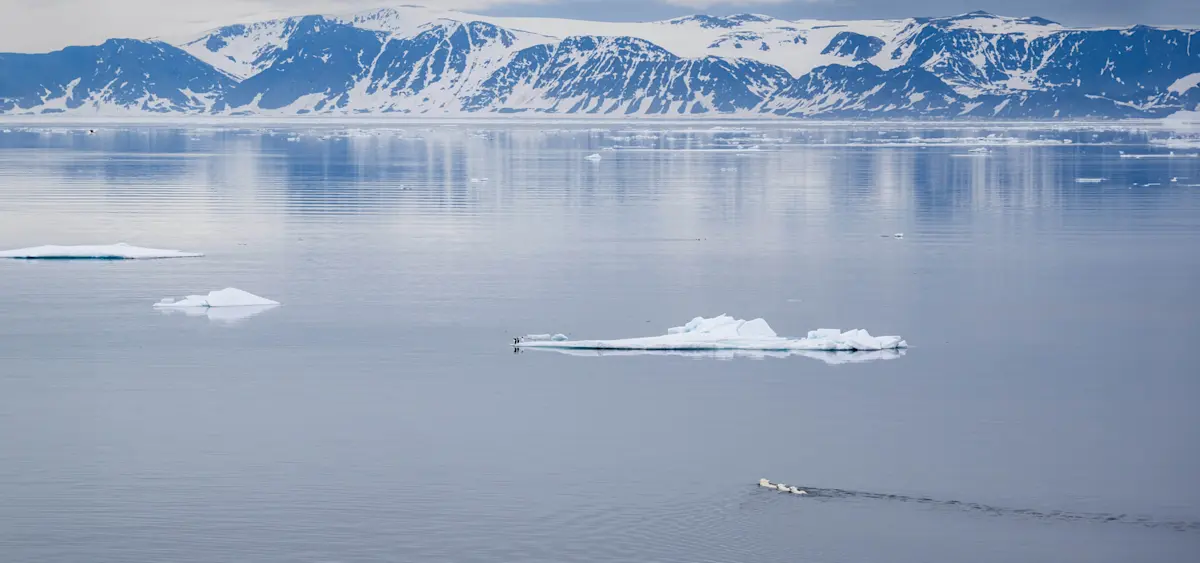 Polar bear mom swimming with her cubs, Svalbard, Norway.
