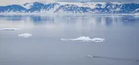 Polar bear mom swimming with her cubs, Svalbard, Norway.