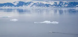 Polar bear mom swimming with her cubs, Svalbard, Norway.