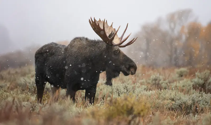 Moose, Yellowstone National Park, Wyoming.