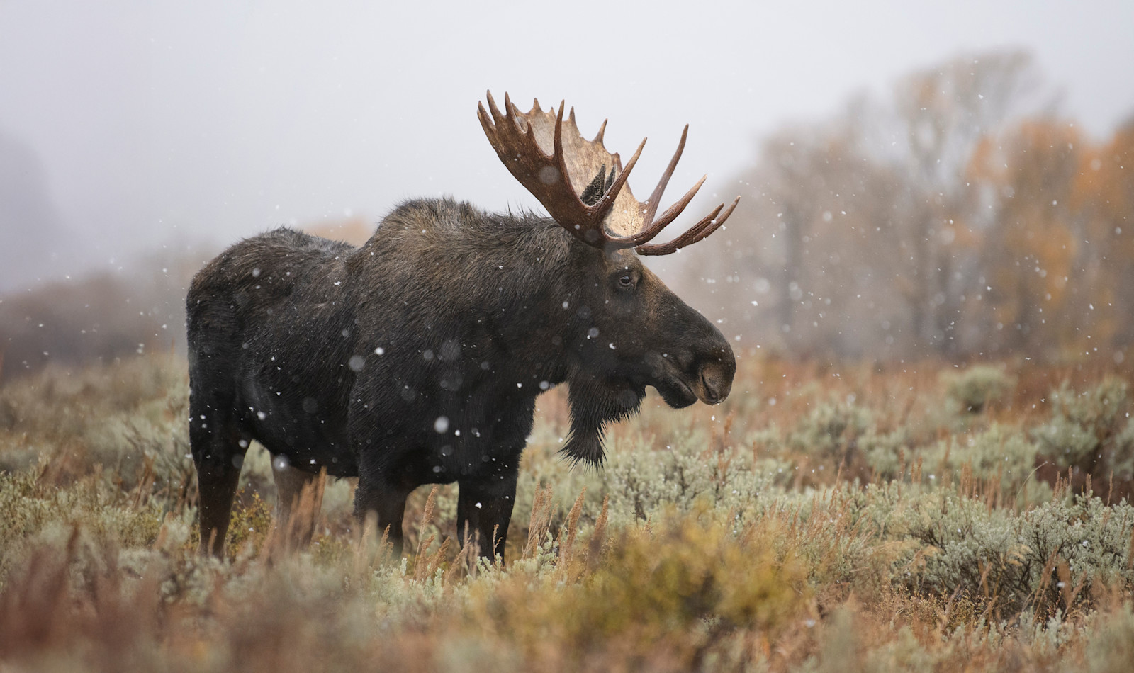 Moose, Yellowstone National Park, Wyoming.