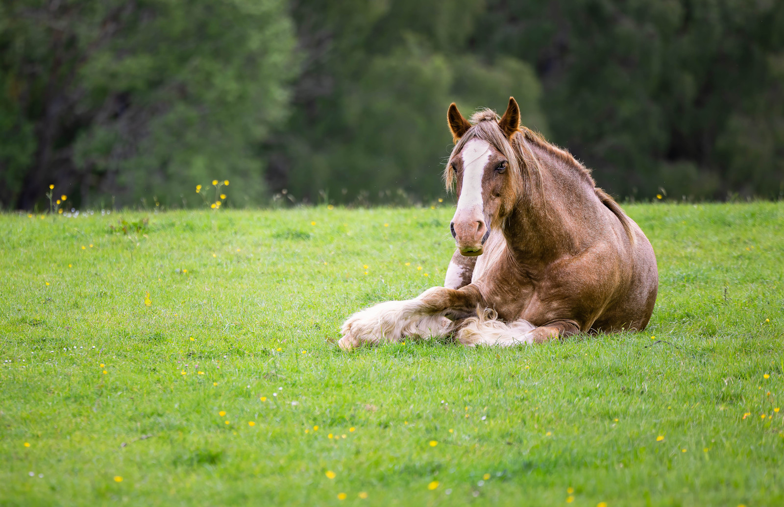 Clydesdale horse, Scotland.