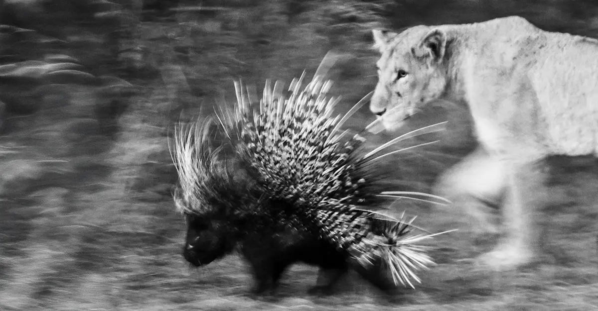 Predator and Prey, Kruger National Park, South Africa.