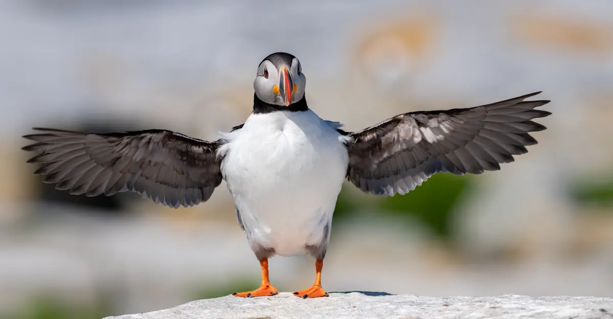 Atlantic puffin stretching its wings, Acadia National Park, Maine.