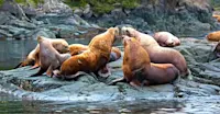 Stellar sea lions, Vancouver Island, British Columbia.