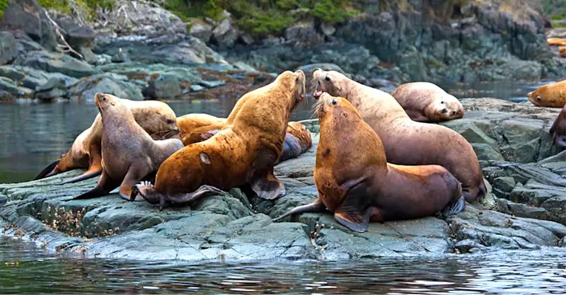 Stellar sea lions, Vancouver Island, British Columbia.