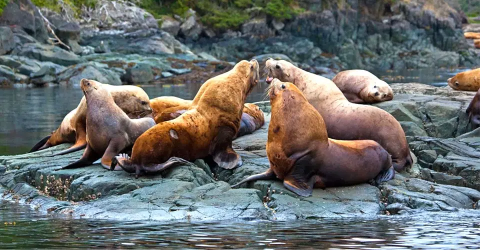 Stellar sea lions, Vancouver Island, British Columbia.