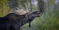 Moose, Yellowstone National Park, Wyoming. 
