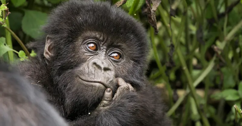 A young mountain gorilla peers curiously into the jungle, Bwindi Impenetrable Forest, Uganda.