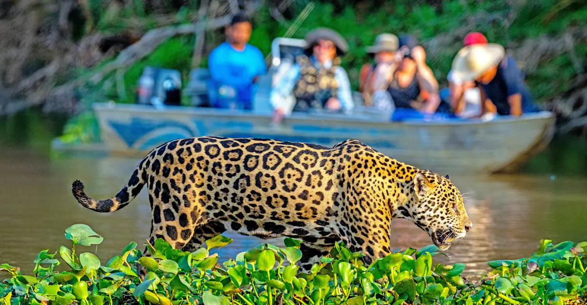 Jaguar, Pantanal, Brazil