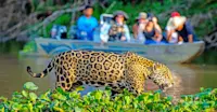 Jaguar, Pantanal, Brazil