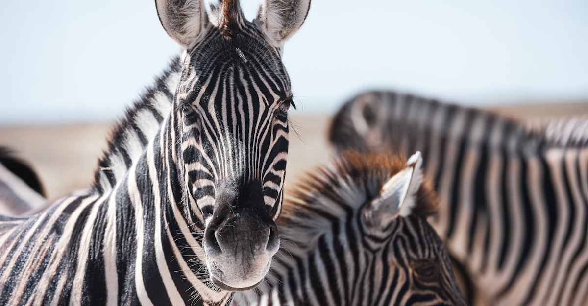 Zebra, Namibia.