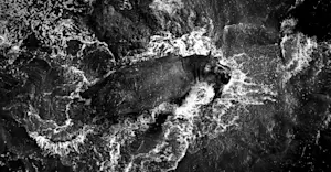 Hippo, Maasai Mara, Kenya.