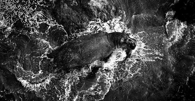 Hippo, Maasai Mara, Kenya.