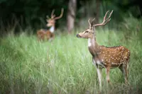 Spotted deer, Bandhavgarh National Park, India.