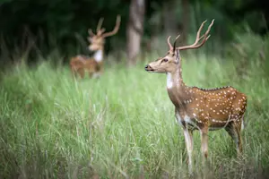 Spotted deer, Bandhavgarh National Park, India.