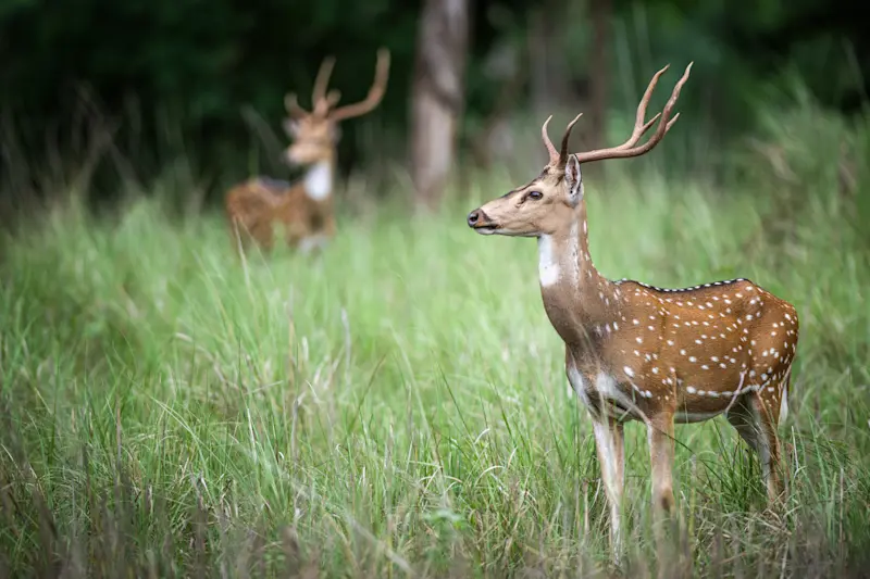 Spotted deer, Bandhavgarh National Park, India.
