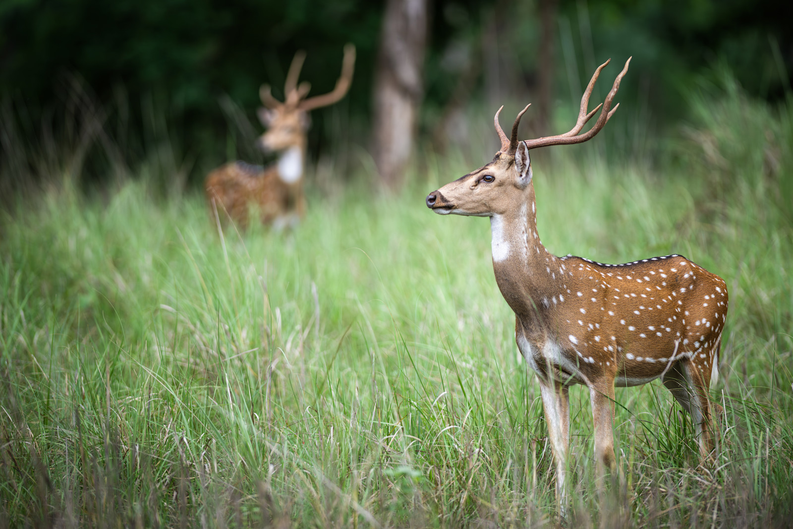Spotted deer, Bandhavgarh National Park, India.