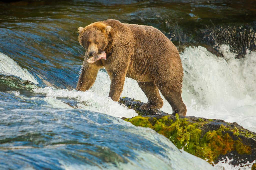 Beforeyougo|Alaska-North|Alaska|shutterstock_1037664148