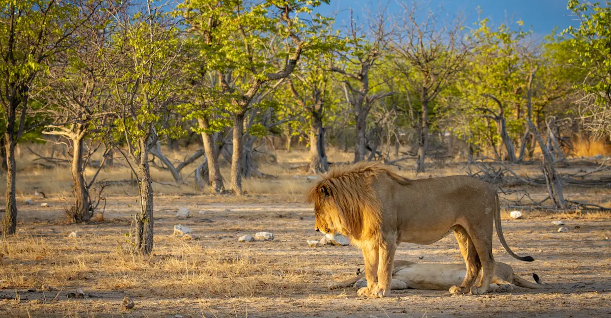 Lion, Ongava, Namibia.
