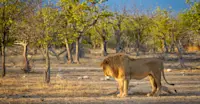 Lion, Ongava, Namibia