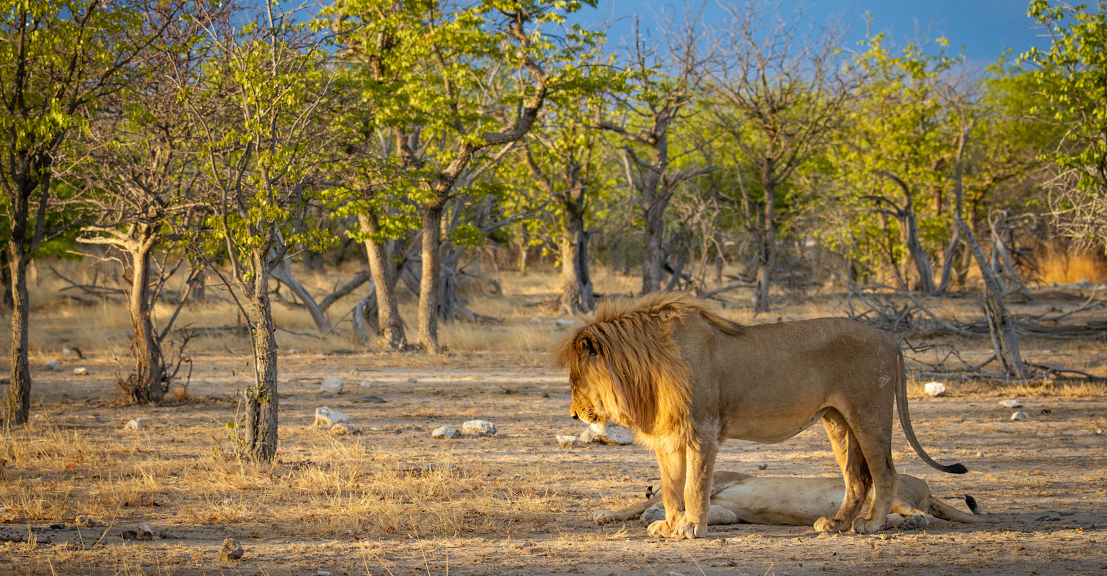 Lion, Ongava, Namibia