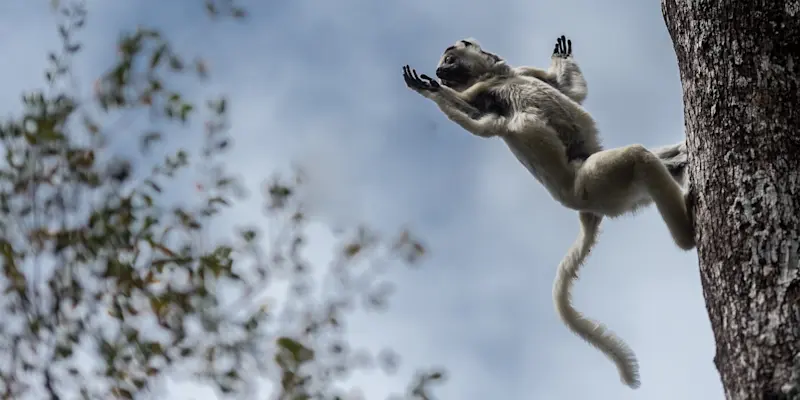 Verreaux's sifaka, Zombitse-Vohibasia National Park, Madagascar.