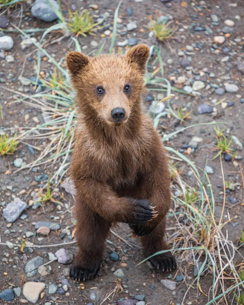 Brown bear, Katmai National Park & Preserve, Alaska.