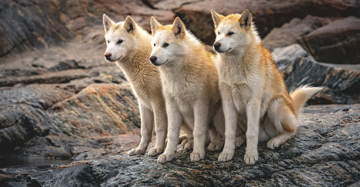 Greenland dogs, Greenland. 