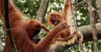 Orangutans in Sumatra, Indonesia. 