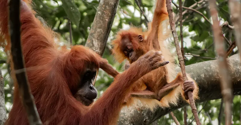 Orangutans in Sumatra, Indonesia. 