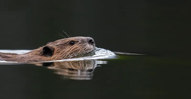 Beaver, Yellowstone National Park, Wyoming. 